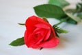 Delicate red rose