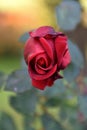 Delicate red rose bud in nature with an intense aroma Royalty Free Stock Photo