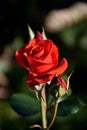 Delicate red rose bud in nature with an intense aroma Royalty Free Stock Photo