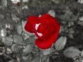 Delicate red roses in a flower bed covered with fresh snow