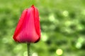 Delicate red tulip bud Royalty Free Stock Photo