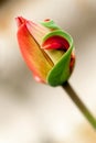 Delicate red tulip Royalty Free Stock Photo
