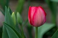 Delicate Red Tulip in Early Spring Royalty Free Stock Photo