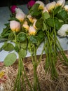 Delicate red and white fresh roses scattered on the table