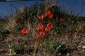 Delicate red wild tulips (Tulipa sylvestris) growing on the edge of a lake on the blurred background