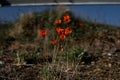 Delicate red wild tulips & x28;Tulipa sylvestris& x29; growing on the edge of a lake on the blurred background