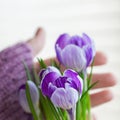 Delicate romantic crocus flower in a hand close-up, light background Royalty Free Stock Photo