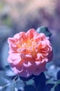 Delicate rose on a beautiful background with shading. Royalty Free Stock Photo