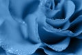 Delicate rose close-up toned blue. Abstract blurred background, dew drops. Selective focus, bokeh Royalty Free Stock Photo