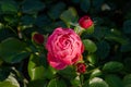 Delicate rose flower blooms, pink flowers on background of green foliage Royalty Free Stock Photo
