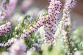 Delicate rose-pink flowers of Erica darleyensis plant Winter Heath in winter garden during sunny day