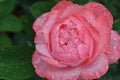 Delicate rose with rain drops