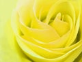 Delicate rosebud yellow rose closeup Royalty Free Stock Photo