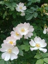 Delicate rosehip flowers