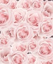 Delicate roses pattern background Vector. Floral template design. Romantic pastel pink Royalty Free Stock Photo