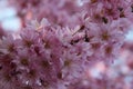 Delicate sakura flowers