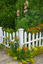 Delicate salmon-pink Hollyhocks with Butterflyweed, Yellow sedums and White Picket Fence Royalty Free Stock Photo