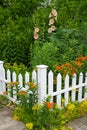 Delicate salmon-pink Hollyhocks with Butterflyweed, Yellow sedums and White Picket Fence2 Royalty Free Stock Photo