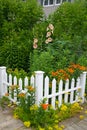 Delicate salmon-pink Hollyhocks with Butterflyweed, Yellow sedums and White Picket Fence3 Royalty Free Stock Photo
