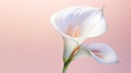 Delicate Sculpture: White Calla Lilies On Pink Gradient Background Royalty Free Stock Photo