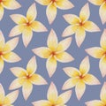 Delicate seamless summer pattern, watercolor flower plumeria on blue background.