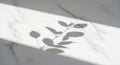 A delicate shadow of a leafy branch is cast across a smooth, white marble surface. The marble Royalty Free Stock Photo