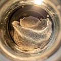 Preserved Shed Snakeskin in a Specimen Jar Royalty Free Stock Photo
