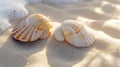 Two beautifully patterned seashells resting on a sun-kissed sandy beach in the morning Royalty Free Stock Photo