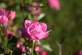 Delicate Showy Pink Rose Flower Bloom