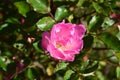 Delicate Showy Pink Rose Flower