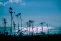 Delicate silhouettes of plants against teal-colored sea and sky