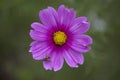 Delicate Single Pink Cosmea Flower
