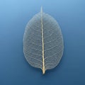 Leaf appears symmetrical its shape resembling that of a simple Royalty Free Stock Photo