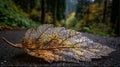 Delicate Skeleton Leaf Fallen on Forest Path, Autumnal Beauty and Decay Royalty Free Stock Photo