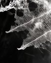 Delicate Skeleton Leaf Nature s Intricate Lacework on Black Royalty Free Stock Photo