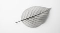 Delicate Skeleton Leaf on White Background Royalty Free Stock Photo