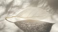 Delicate Skeleton Leaf on White Fabric with Soft Light and Shadow