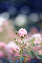 Delicate slightly pink flower of decorative roses Royalty Free Stock Photo