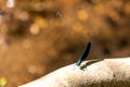 Delicate, small blue dragonfly perched on a tree Royalty Free Stock Photo