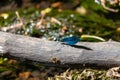 Delicate, small blue dragonfly perched on a tree branch overlooking a tranquil lake