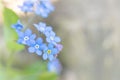 Delicate small blue flowers of Myosotis alpestris close-up. forest forget-me-not