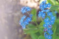 Delicate small blue flowers of Myosotis alpestris close-up. forest forget-me-not