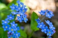 Delicate small blue flowers of Myosotis alpestris close-up. forest forget-me-not