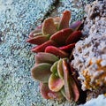 Colourful Small Succulent Flower and Lichens on Old Rocks Royalty Free Stock Photo