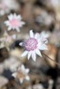 Delicate small flower of the rare Australian native Pink Flannel Flower, Actinotus forsythii, family Apiaceae