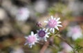 Delicate small flowers of the rare Australian native Pink Flannel Flower, Actinotus forsythii, family Apiaceae Royalty Free Stock Photo