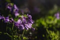 Delicate and small fragrant flowers of violets surrounded by juicy greens. Background with flowers is soft.