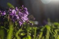 Delicate and small fragrant flowers of violets surrounded by juicy greens. Background with flowers is soft.