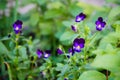 Delicate, small Johhny Jump Ups bloom in a garden