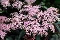 Delicate small pink flowers and purple leaves of Sambucus Black Beauty tree, known as elder or elderberry in a sunny spring garden Royalty Free Stock Photo